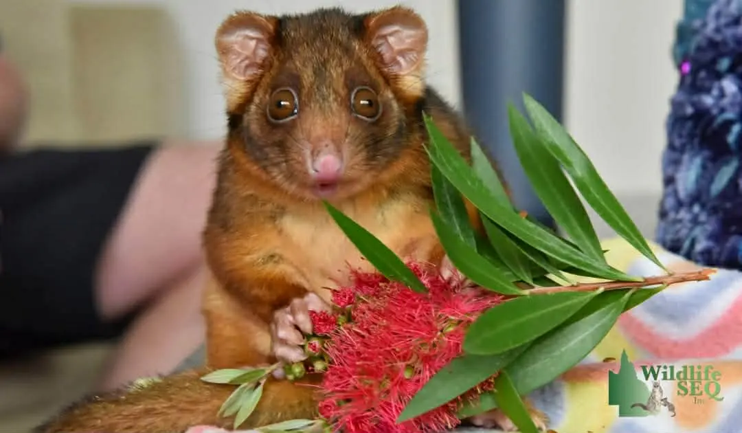 Native Wildlife in Rehabilitation